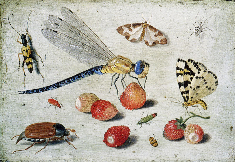 Study of Insects, Butterflies and Flowers, vintage artwork by Jan van Kessel the Elder, 12x8" (A4) Poster