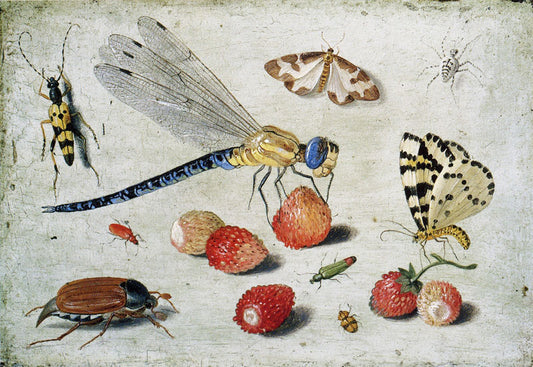 Study of Insects, Butterflies and Flowers, vintage artwork by Jan van Kessel the Elder, 12x8" (A4) Poster