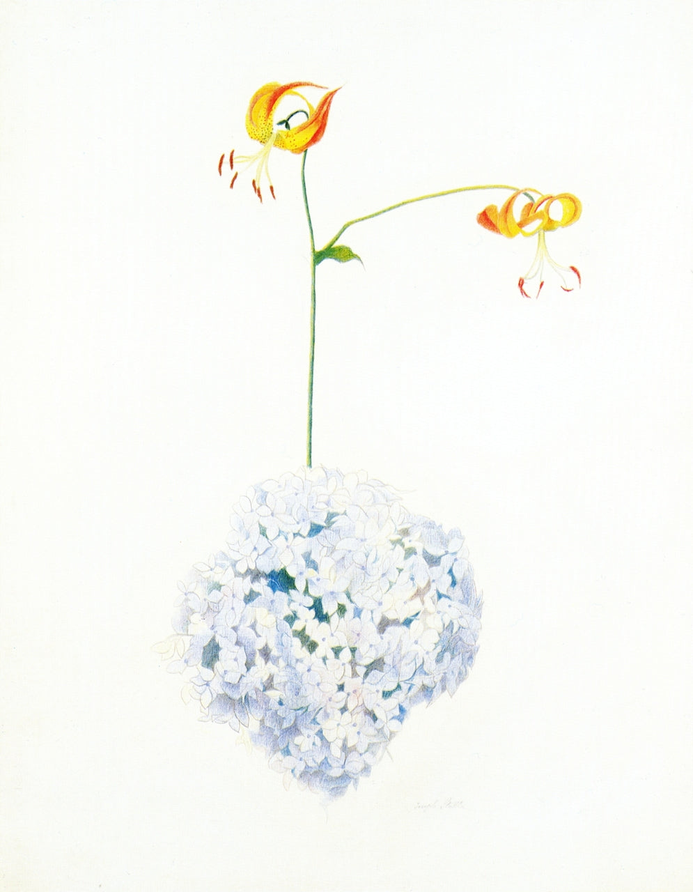 Lilies and Blue Hydrangea, vintage artwork by Joseph Stella, 12x8" (A4) Poster