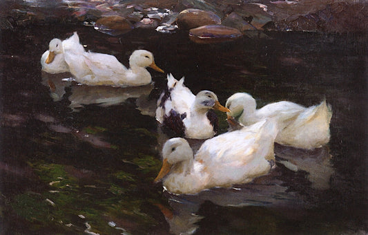 Five in the Pond by Alexander Koester,A3(16x12")Poster