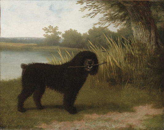 A black water dog with a stick by  a lake, vintage artwork by Jacques-Laurent Agasse, 12x8" (A4) Poster