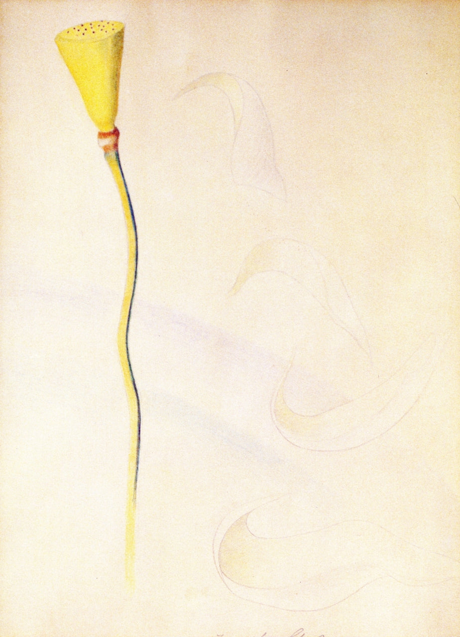A Flower with Fallen Petals (study for  by Joseph Stella,16x12(A3) Poster