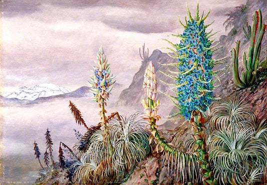 The Blue Puya and Cactus at Home in the Cordilleras, near Apoquindo, Chili, vintage artwork by Marianne North, 12x8" (A4) Poster