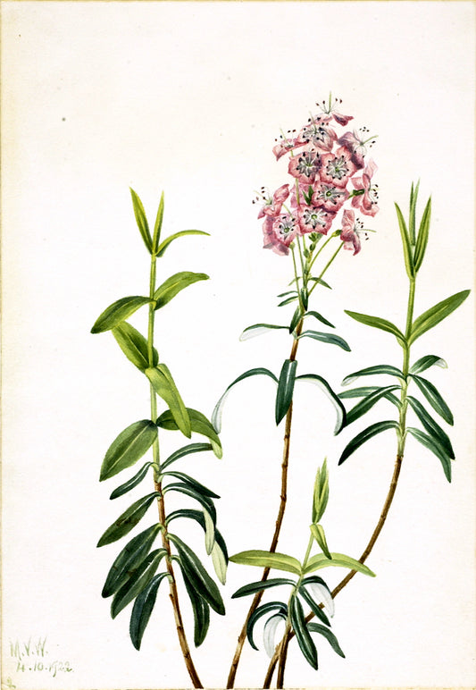 Bog Kalmia (Kalmia polifolia), vintage artwork by Mary Vaux Walcott, 12x8" (A4) Poster