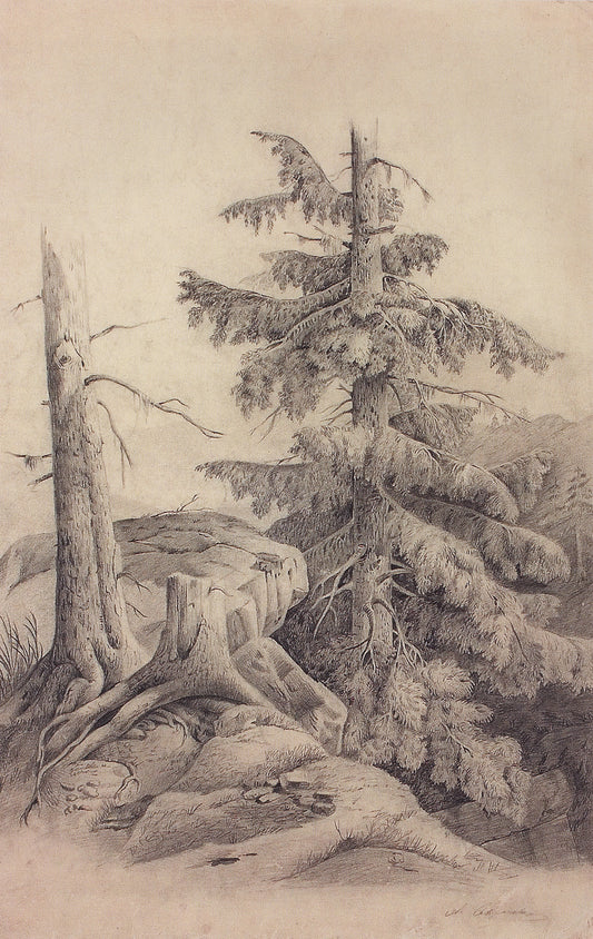 Fir Tree, vintage artwork by Alexei Kondratyevich Savrasov, 12x8" (A4) Poster