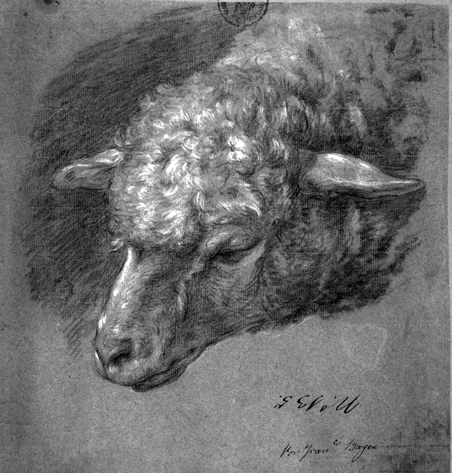 Head of a Sheep, vintage artwork by Francisco Bayeu y Subias, 12x8" (A4) Poster
