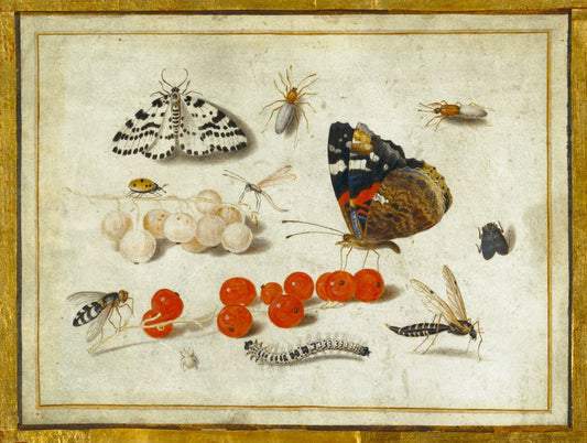 Butterfly, Caterpillar, Moth, Insects, and Currants, vintage artwork by Jan van Kessel the Elder, 12x8" (A4) Poster