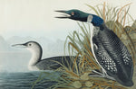 Great Northern Diver or Loon, vintage artwork by John James Audubon, 12x8" (A4) Poster