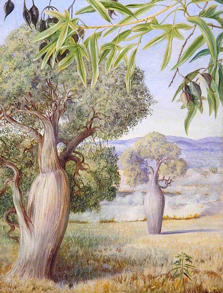 The Bottle Tree of Queensland, vintage artwork by Marianne North, 12x8" (A4) Poster
