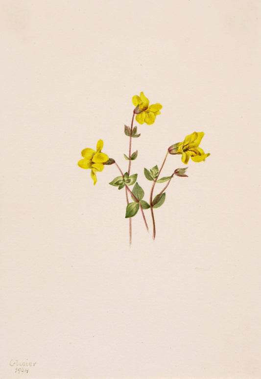 Alpine Monkey Flower (Mimulus caespitosus), vintage artwork by Mary Vaux Walcott, 12x8" (A4) Poster