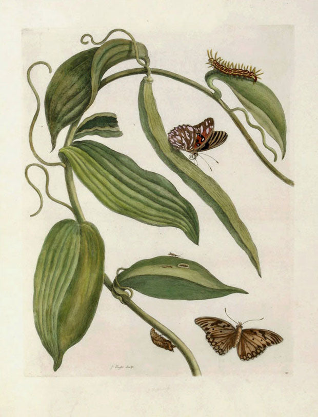 Vanilla Plant, vintage artwork by Maria Sybilla Merian, 12x8" (A4) Poster