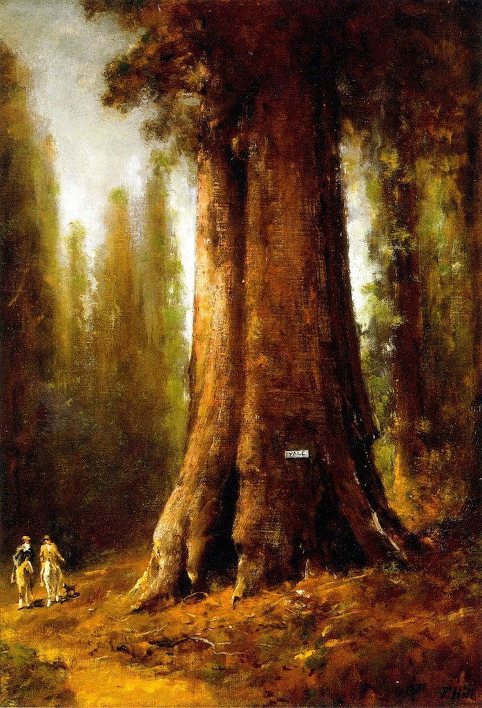 California Redwood Trees, vintage artwork by Thomas Hill, 12x8" (A4) Poster