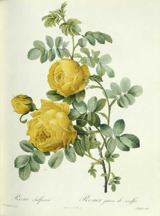 Rosa Sulfurea, vintage artwork by Pierre-Joseph Redoute, 12x8" (A4) Poster