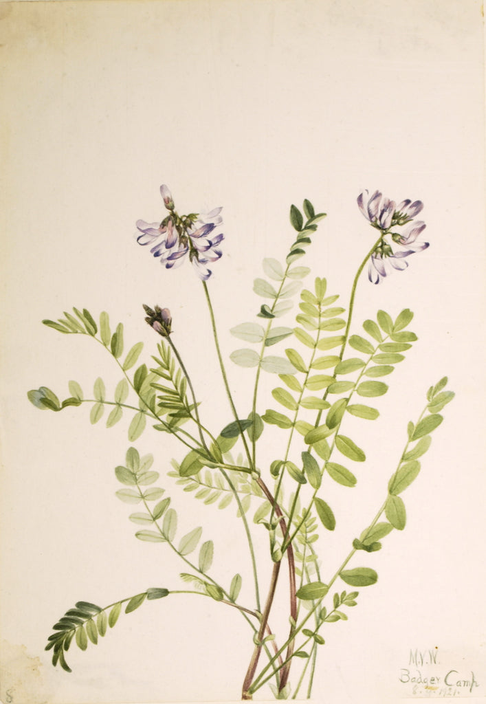 Alpine Milkvetch (Astragalus alpinus), vintage artwork by Mary Vaux Walcott, 12x8" (A4) Poster
