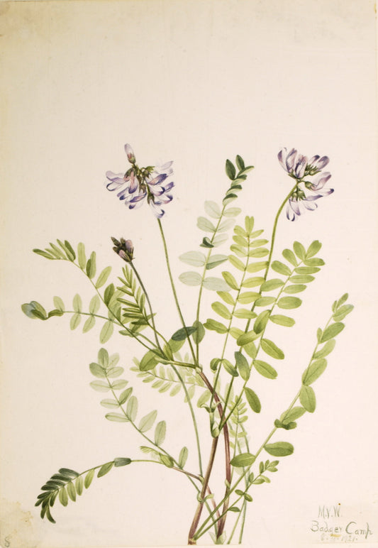 Alpine Milkvetch (Astragalus alpinus), vintage artwork by Mary Vaux Walcott, 12x8" (A4) Poster
