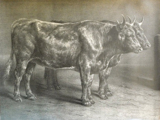 Genisses, vintage artwork by Louis Emmanuel Soulange-Teissier, A3 (16x12") Poster Print