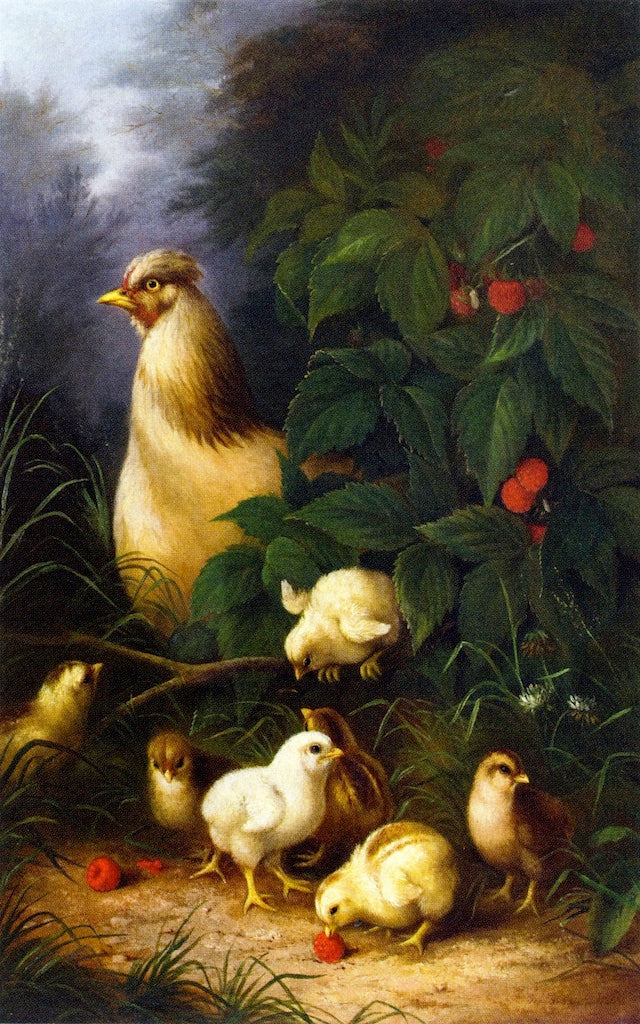 Chickens and Raspberries, vintage artwork by Susan Catherine Waters, 12x8" (A4) Poster