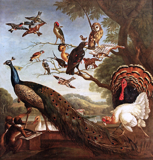 A Bird's Concert with Aesop's Fable of the Stolen Feathers, vintage artwork by Pieter Casteels, 12x8" (A4) Poster