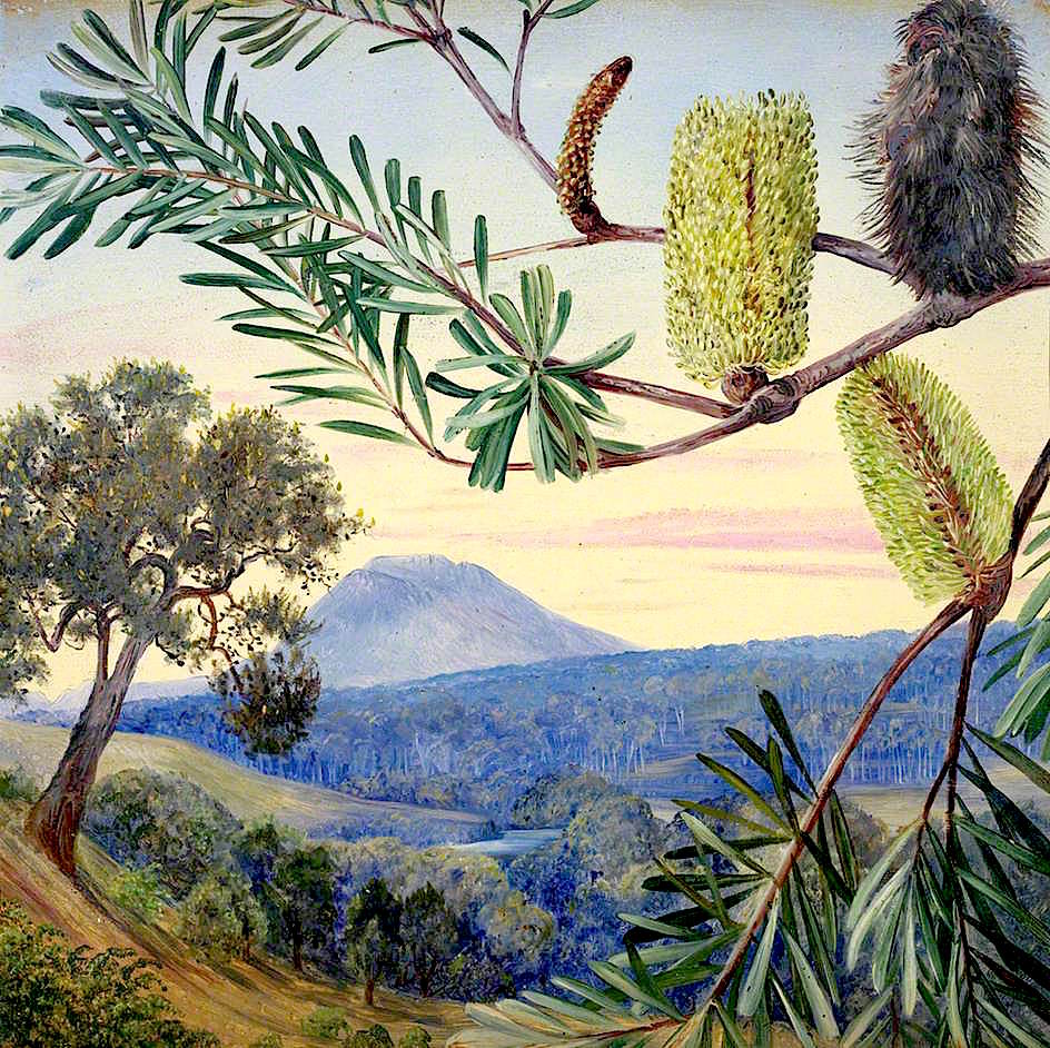Banksia of Tasmania, vintage artwork by Marianne North, 12x8" (A4) Poster