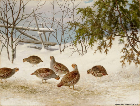 Partridges in Snow, vintage artwork by Ferdinand von Wright, 12x8" (A4) Poster