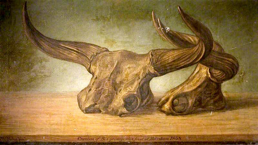 The Melksham Ox (skull of bos primigenius found in the Avon at Melksham, Wiltshire), vintage artwork by Thomas Barker, 12x8" (A4) Poster