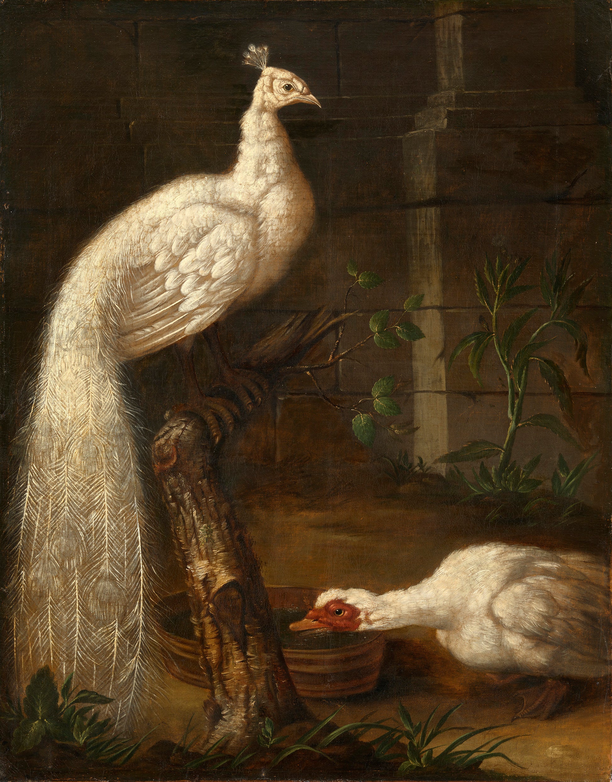 A Goose and a White Peacock, vintage artwork by Johann Friedrich Grooth, 12x8" (A4) Poster