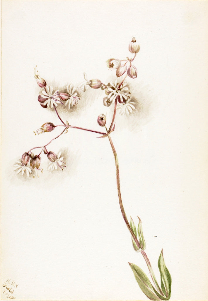 Bladder Campion (Silene latifolia), vintage artwork by Mary Vaux Walcott, 12x8" (A4) Poster