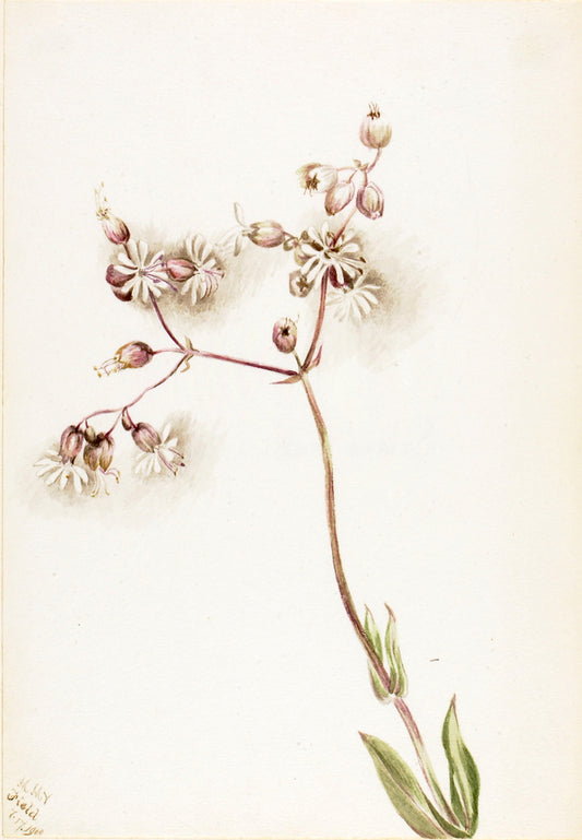 Bladder Campion (Silene latifolia), vintage artwork by Mary Vaux Walcott, 12x8" (A4) Poster