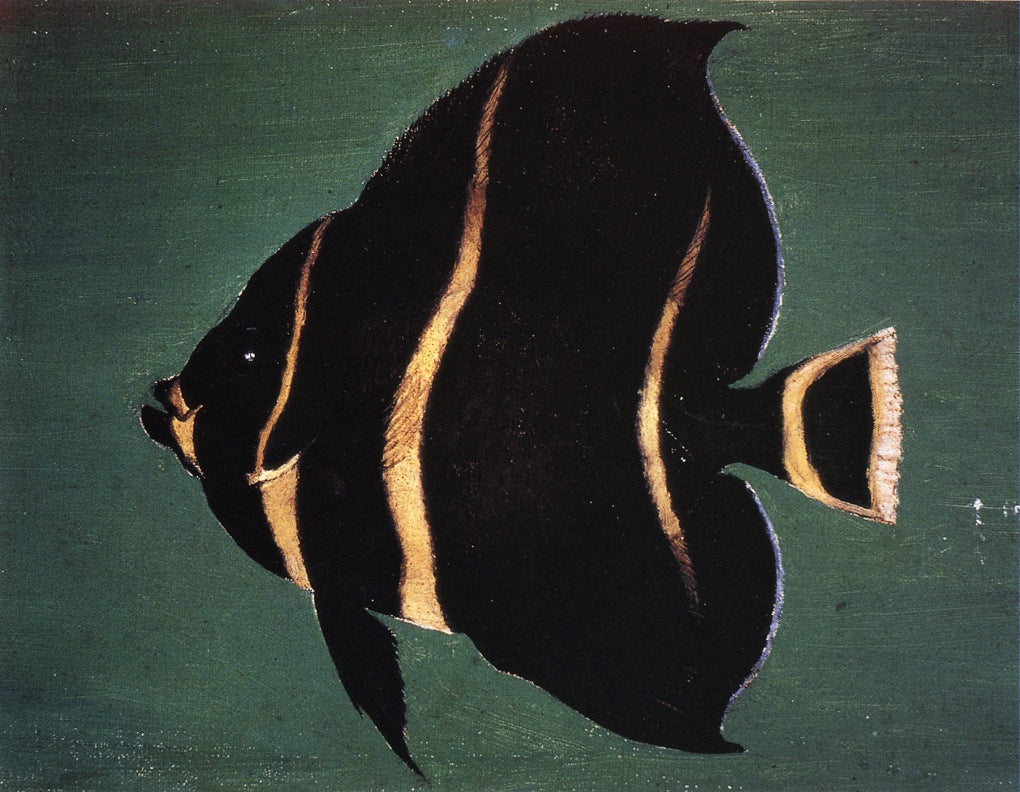Juvenile Angel Fish, vintage artwork by William Aiken Walker, 12x8" (A4) Poster