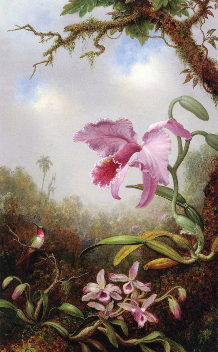Hummingbird and Two Types of Orchids, vintage artwork by Martin Johnson Heade, A3 (16x12