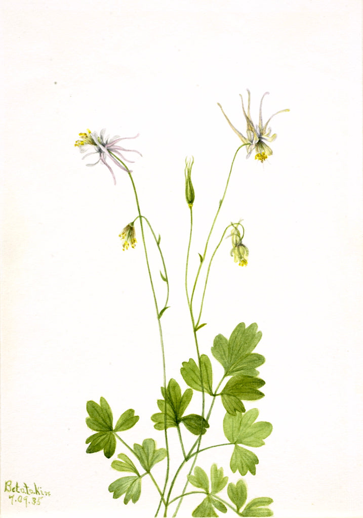 Aquilegia ecalcarata, vintage artwork by Mary Vaux Walcott, 12x8" (A4) Poster