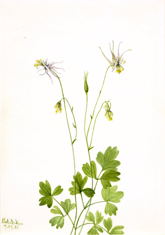 Aquilegia ecalcarata, vintage artwork by Mary Vaux Walcott, 12x8" (A4) Poster