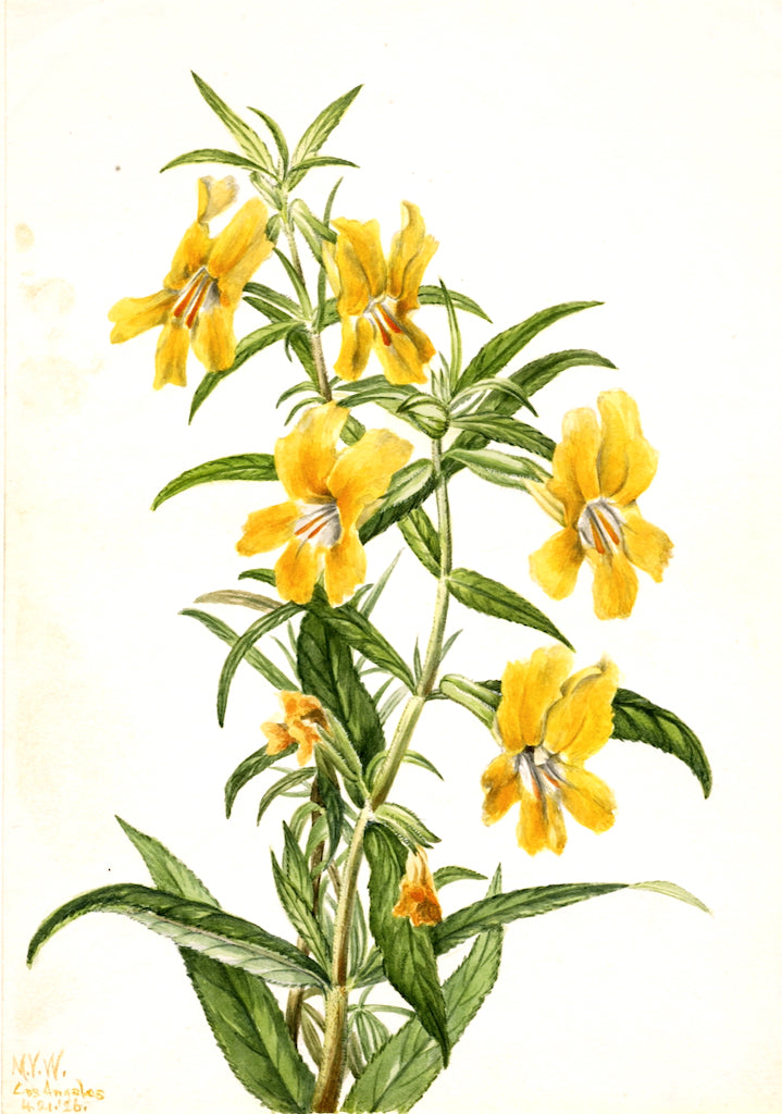 uff Monkeyflower (Diplacus longiflorus) by Mary Vaux Walcott,A3(16x12")Poster