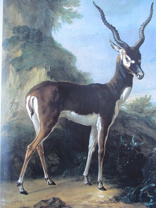 Antilope, vintage artwork by Jean-Baptiste Oudry, 12x8" (A4) Poster