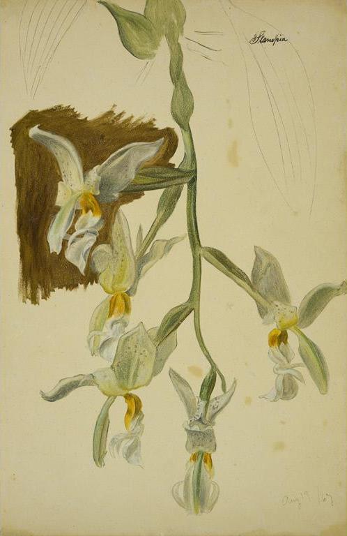 Stanhopea Orchid, vintage artwork by William Jacob Hays, 12x8" (A4) Poster