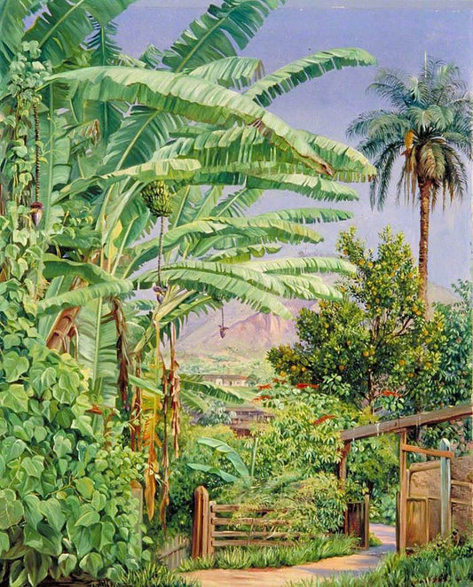 Bananas and Orange Trees, a Palm and a Bush of Noche Buena in a Garden at Morro Velho, Brazil, vintage artwork by Marianne North, 12x8" (A4) Poster