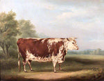 Hereford Cow, vintage artwork by William Henry Davis, 12x8" (A4) Poster