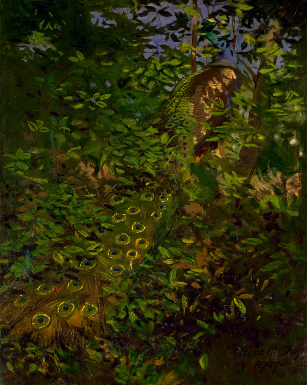 Peacock in the Woods, vintage artwork by Abbott Handerson Thayer, 12x8" (A4) Poster