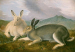 Arctic Hare, vintage artwork by John James Audubon, 12x8" (A4) Poster