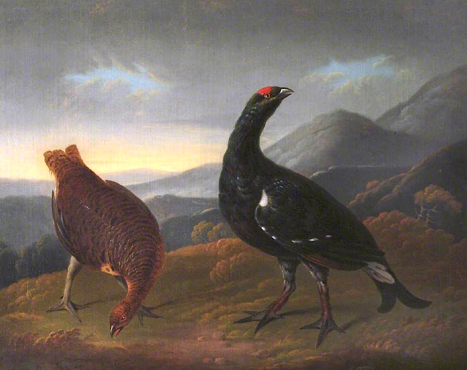 Cock and Hen Black Grouse in Landscape, vintage artwork by Stephen Elmer, 12x8" (A4) Poster
