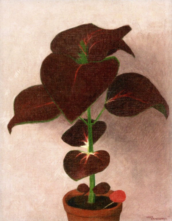 Caladium Flower, vintage artwork by Hans Emmenegger, 12x8" (A4) Poster
