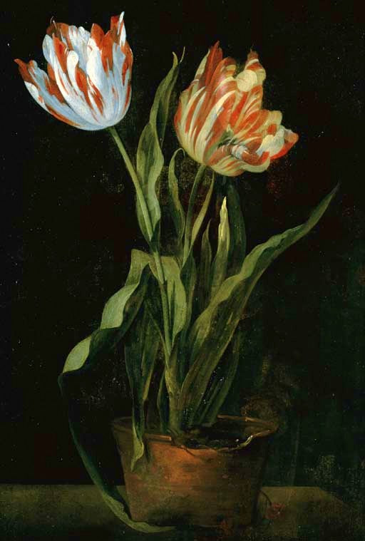 Still Life with Two Variegated Tulips in a Clay Pot, vintage artwork by Guillaume Thomas Taraval, 12x8" (A4) Poster