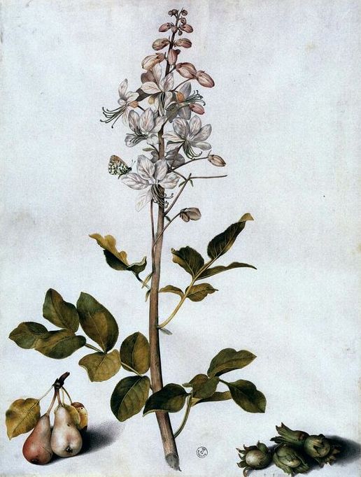 Branch of Dittany with Four Hazelnuts and Two Pears, vintage artwork by Giovanna Garzoni, 12x8" (A4) Poster