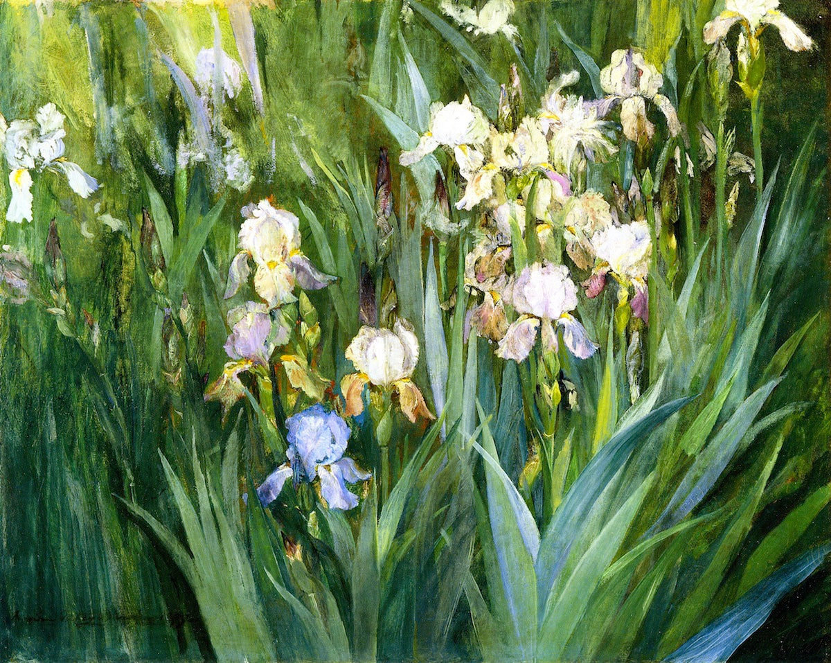 Iris at Dawn, vintage artwork by Maria Oakey Dewing, 12x8" (A4) Poster