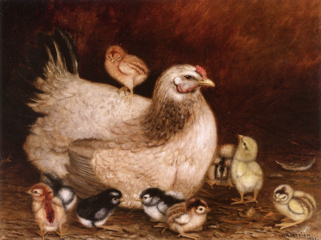 Mother Hen and Chicks by Ben Austrian,A3(16x12")Poster