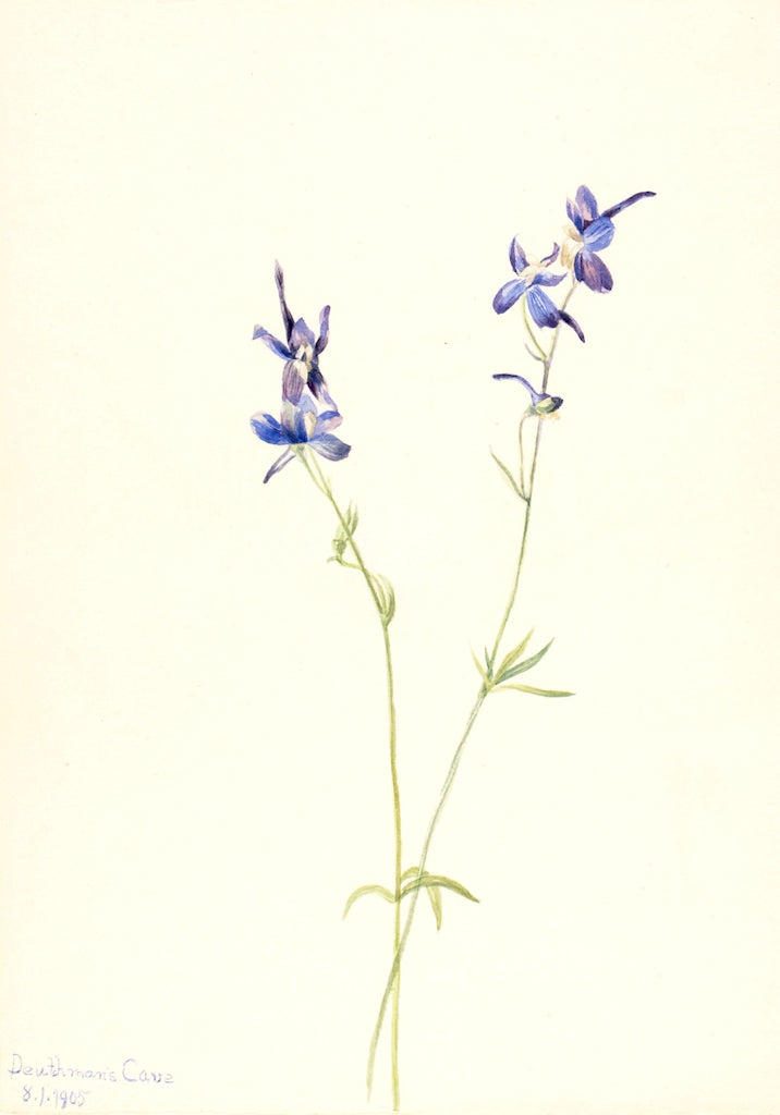 Blue Larkspur (Delphinium nuttallianum), vintage artwork by Mary Vaux Walcott, 12x8" (A4) Poster