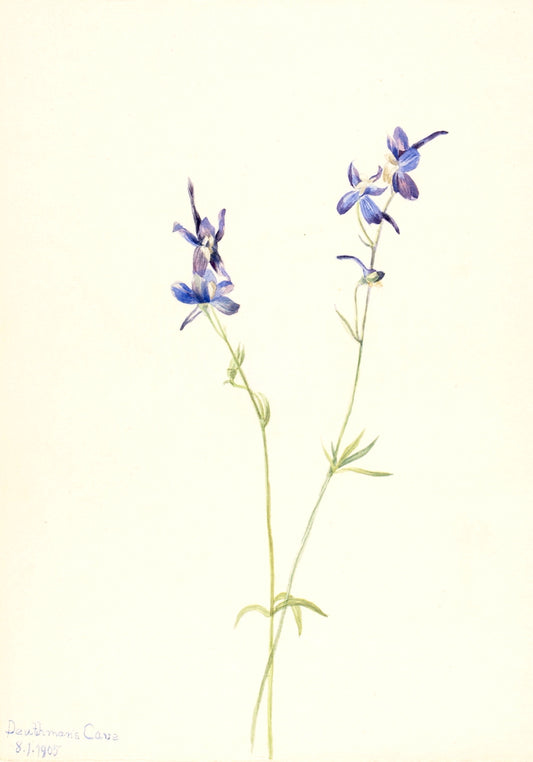 Blue Larkspur (Delphinium nuttallianum), vintage artwork by Mary Vaux Walcott, 12x8" (A4) Poster