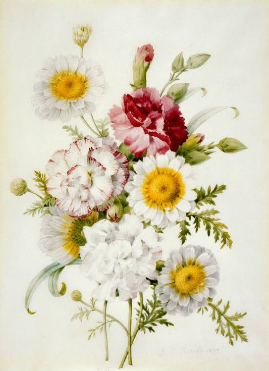 Bunch of mixed carnations and white marigold, vintage artwork by Pierre-Joseph Redoute, 12x8" (A4) Poster