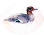 Green Winged Teal, vintage artwork by John James Audubon, 12x8" (A4) Poster