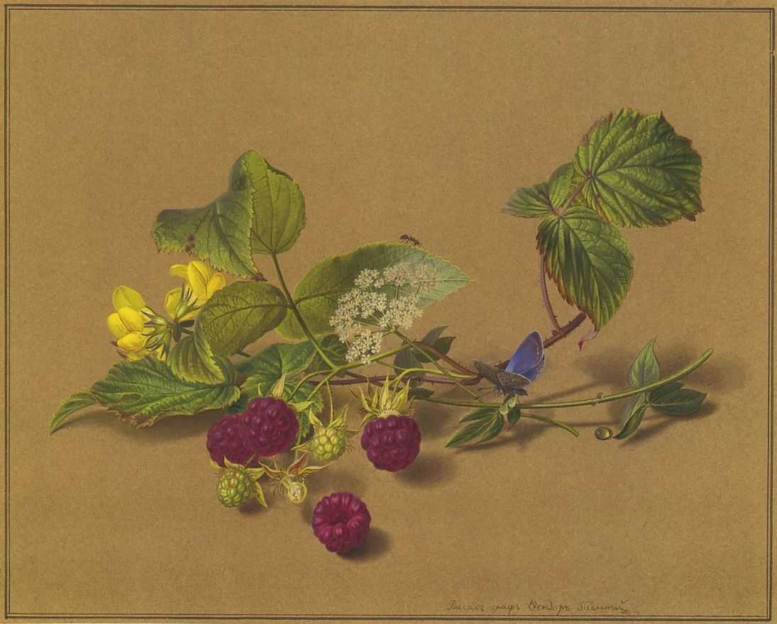 A Raspberry Branch with a Butterfly, vintage artwork by Fedor Tolstoy, 12x8" (A4) Poster
